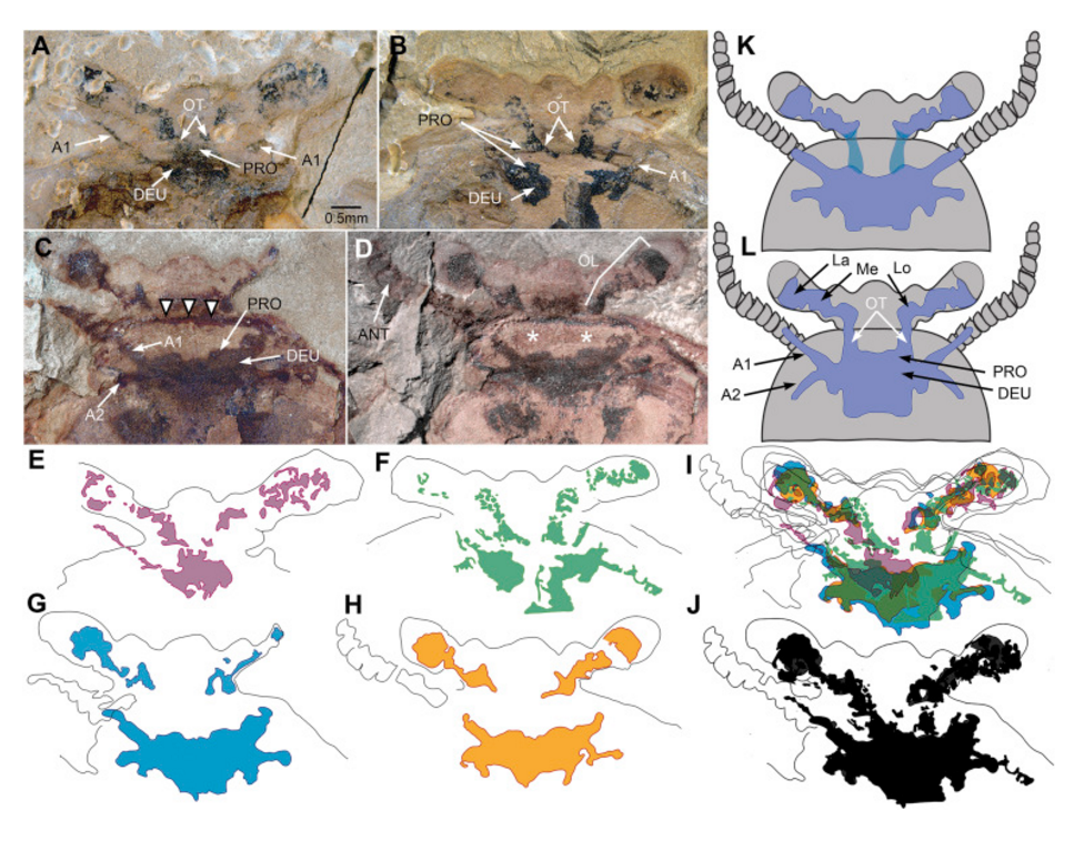 from Ma et al.; doi: http://dx.doi.org/10.1016/j.cub.2015.09.063